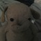 doge_disgrace33