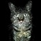 SpaceKitten
