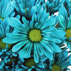 Türkis blau