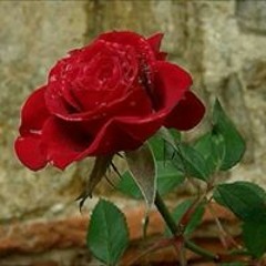 Julz Flanegan-Leeder