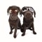 2 Hounds