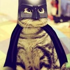Cat Meowing