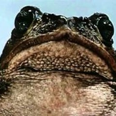 ThegoGoTadPolsOfficial