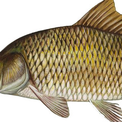 Kafilterfish