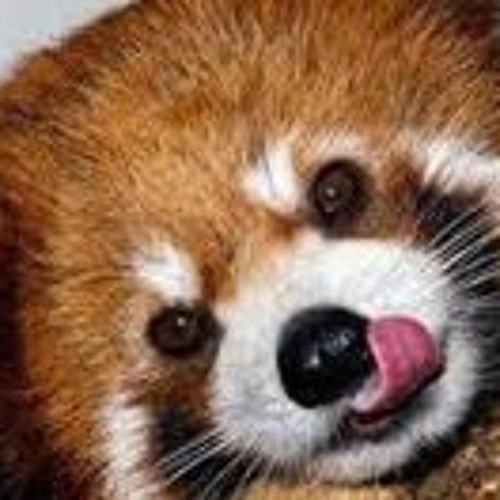 Red Panda’s avatar