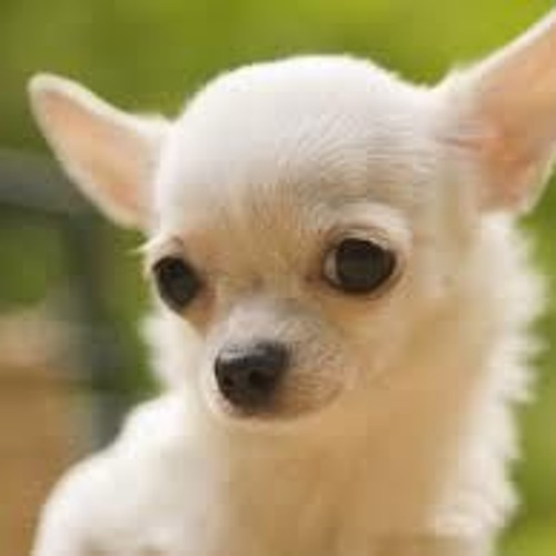 Blue sales eyed chihuahua