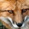 thefoxdj