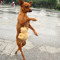 laperro