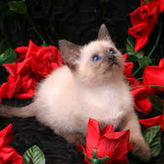 Rose Kitten