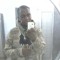 Bruno Henrique