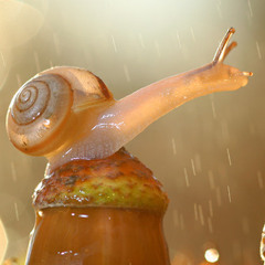 totutun