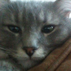 Wildcard Mike Yaczko