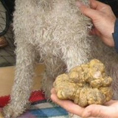 Bradley Thomas Watkins