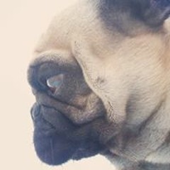 Albaro Lucero Angulo