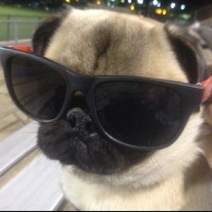 pug