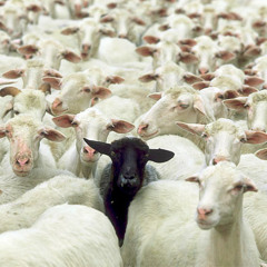 Stream Black Sheep Empire music | Listen to songs, albums