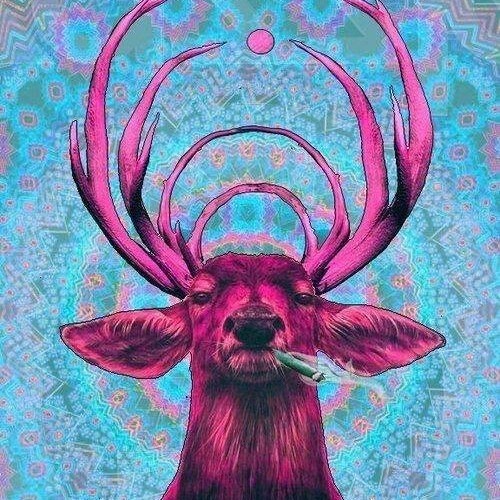 12 Deer’s avatar