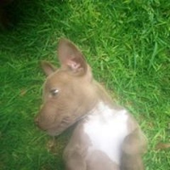 Devanne Bezuidenhout