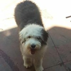 Alejandro Mallea Magne