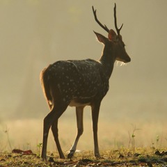 kannada bhaavageethe