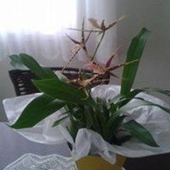 Andreia Camargo Camargo