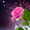 Muneera