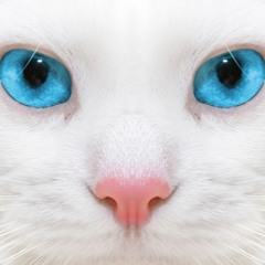 Pussy Poo
