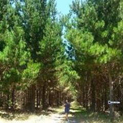 Te Reinga Patuwairua