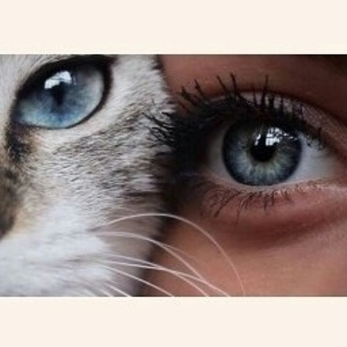 Free Images : ear, fauna, mouth, close up, human body, nose, whiskers, eye, head