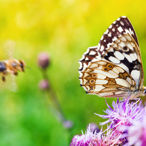 Breslov Power Classes - New Concepts! gamechangers!