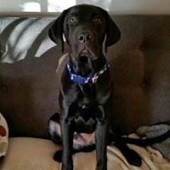 Brian Crowningshield