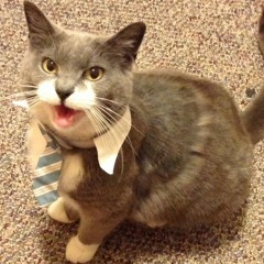 cat_with_a_tie