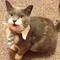 cat_with_a_tie