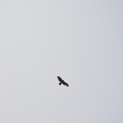 The Lesbian Collective