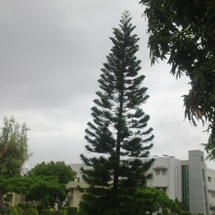 sam asif