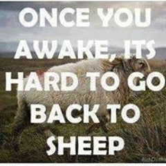 Kimberly Dulek Wheeler