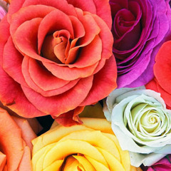 Millie (MillieHGaming)