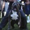 A baltimore son