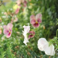 Kinki Kids Ao No Jidai 青の時代 Cover By リズ Rizu