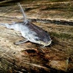 Jose Pedro Volquarts