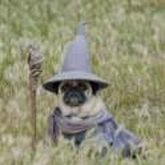 Beware Pug WizzaRD