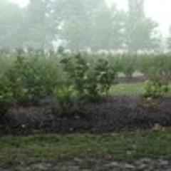 Ascetic Perpendicular - 8