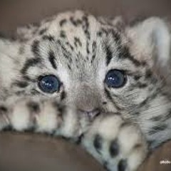 fuzzyleopard