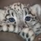 fuzzyleopard