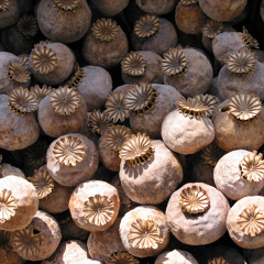 The opium