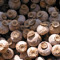 The opium