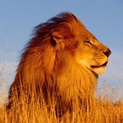 هيثم الجدعاني