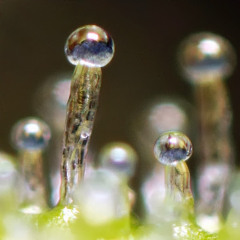 BubbleMan FreshHeadies