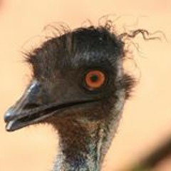 Felix Supermoto Jürmsen