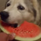 velvetpancake